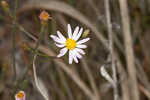 Perennial saltmarsh aster